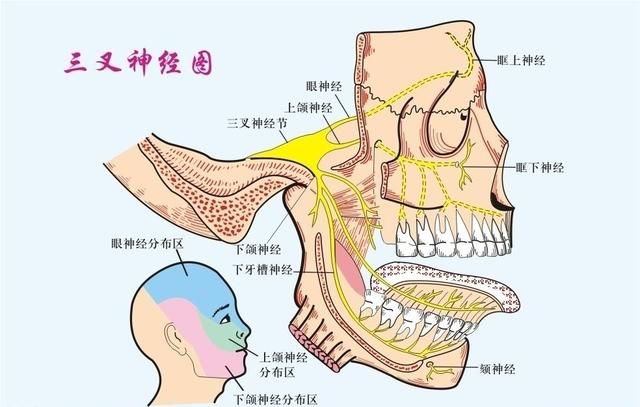 眼睛有几个神经 t016571ccbe15920d46.jpg