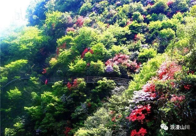 震撼!山川峡谷映山红,绵延数公里!