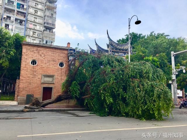 今天下午福州狂风暴雨，路边的大树成了重灾区