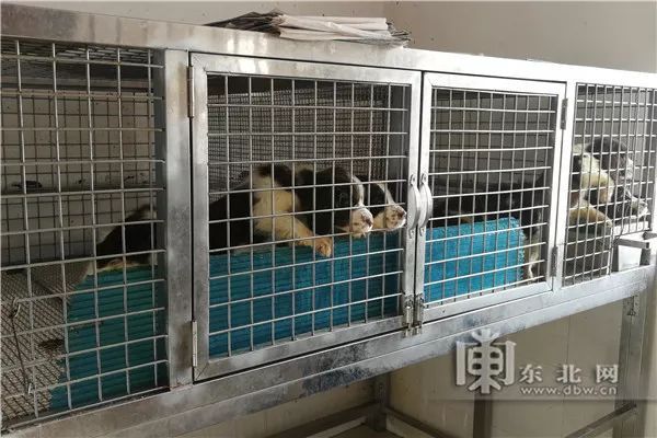 警犬如何过狗年?探秘警犬侦查训练基地，“不寻常的”汪星人给您