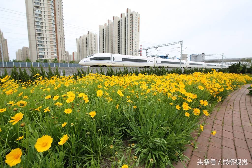 青岛后海现中国最美高铁，穿越花海还能看胶州湾海景，坐火车来看