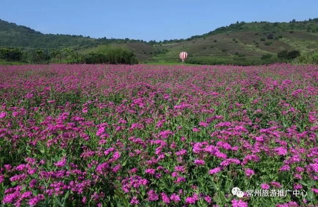 常“乡”约 |策马奔腾，穿梭花海梦境，来这个农庄会醉了你的时光