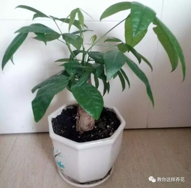 发财树浇点这玩意，比施肥还灵，新芽猛长，财运连连!