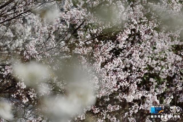 无人机之旅｜春到云龟山 樱花浪漫开