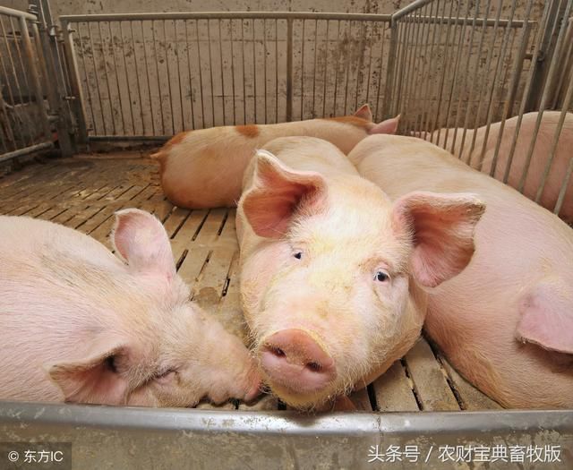 猪价大跌，温氏股份也躲不过！温氏2月肉猪销量及销售收入双降