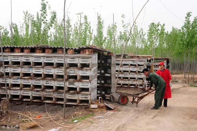 土地确权后，打算在农村承包土地做养殖需要哪些步骤和手续？