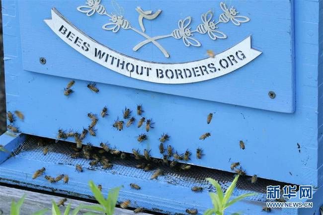 联合国举行活动庆祝首个\＂世界蜜蜂日\＂