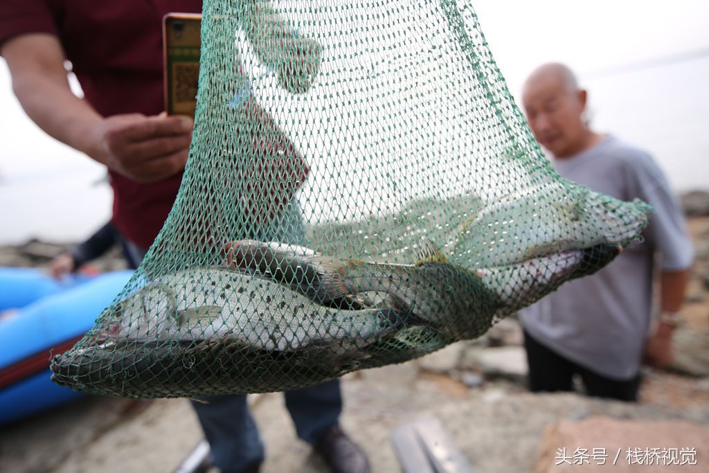 青岛胶州湾盛产海鲈鱼,钓鱼高手一天钓了好几