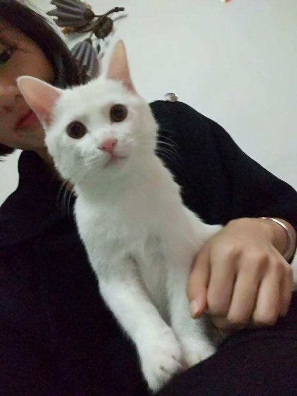 从朋友家抱养一只田园白猫,喂养三个月后,我们