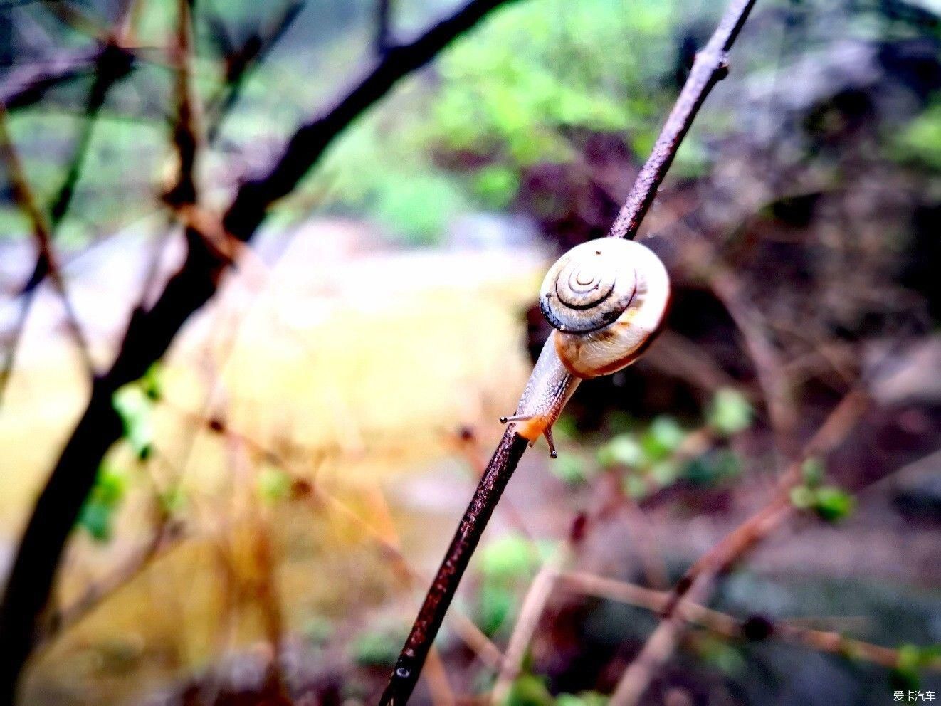 #驭马自由行# 白马登山之旅