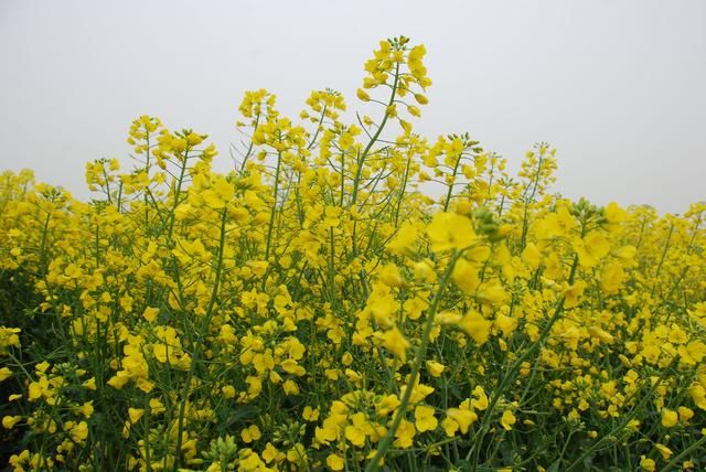 随走札记｜一到春天，罗平就变成了多彩的世界
