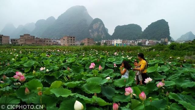 广西贺州：烟雨荷塘