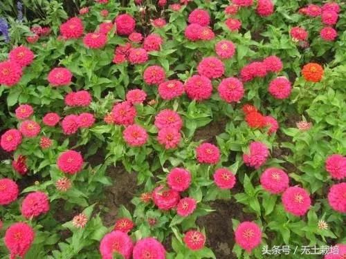 买回家的植物,怎么养护都不开花怎么办?早看早知道!