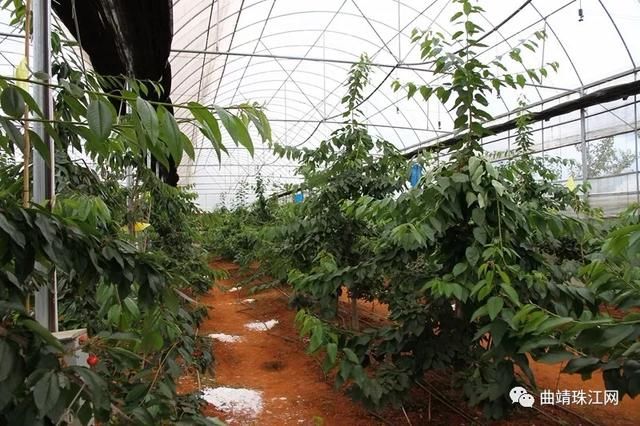 云南马龙区大棚车厘子试种成功 每亩年收益可超10万元