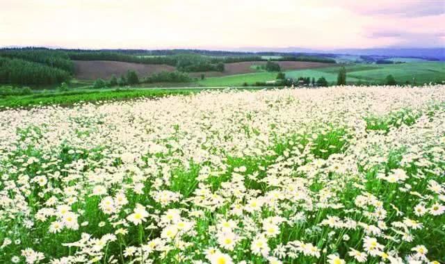 去全世界最美的花海，做最浪漫的事