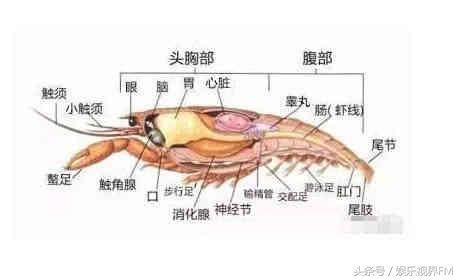 龙虾里的“虾黄”到底能不能吃？不知道的朋友快看过来！