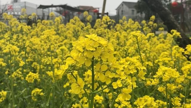 花为媒！嘉善这片“桃花圣地”引来近百上海旅游大咖