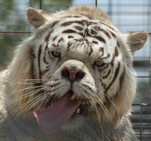 这种因为染色体畸变造成疾病的孩子几乎长相一