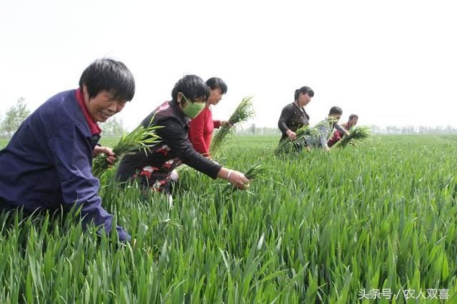 农人双喜说：小麦自己留种亩产超1300斤，农民说：卖种子的咋办！