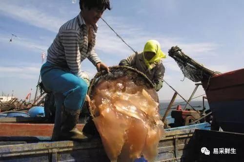 原来我们餐桌上吃的海蜇是这么来的，太不容易了!