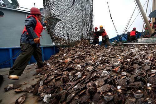 獐子岛扇贝为什么死