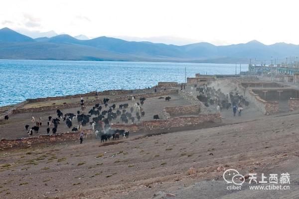 中国海拔最高的村庄，人平均寿命不到50岁