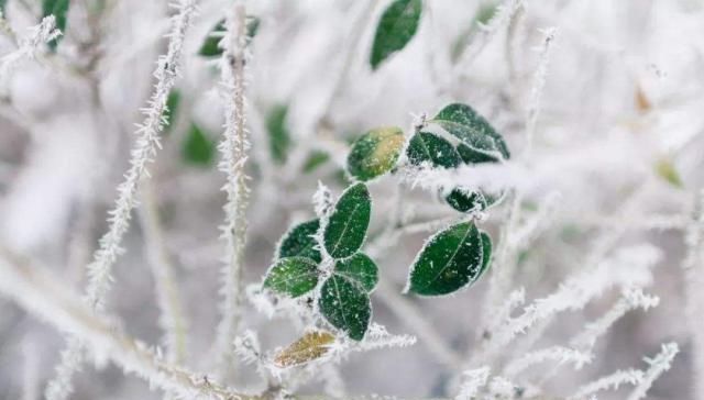 2020年最冷的冷空气