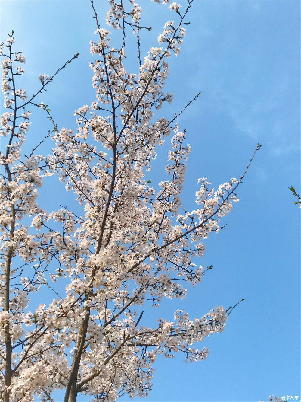 【春之彩】又是一年樱花烂漫时