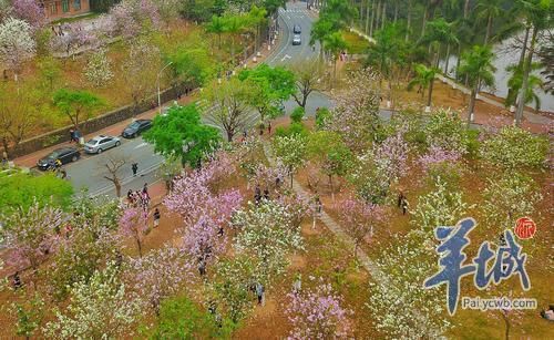 南北高校花景大PK，我选华农!你选武大吗?