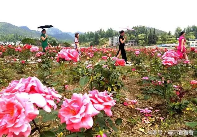 利川一女子隐居乡村3年，种下一大片浪漫花海，美哭啦……