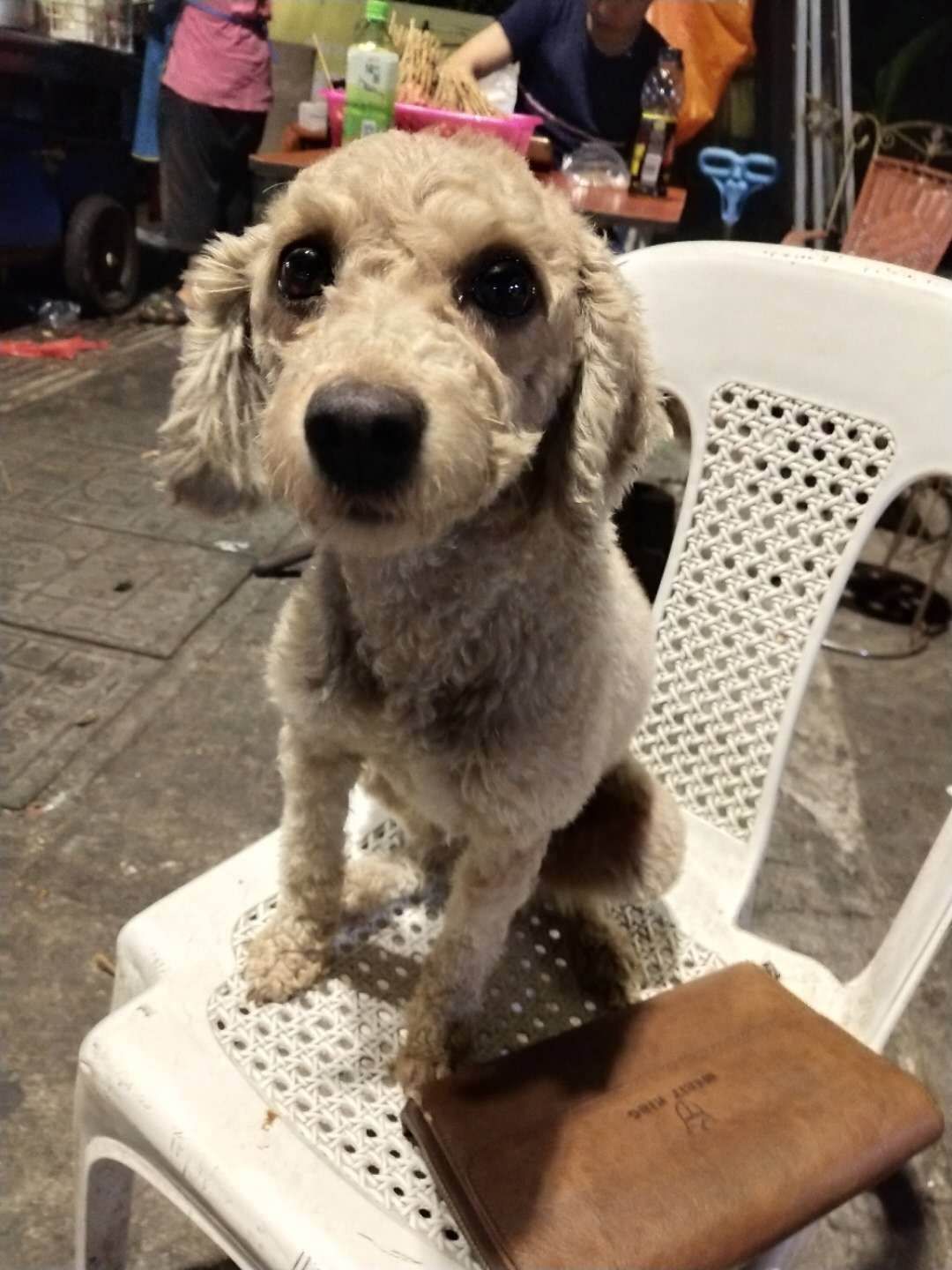 梦境再现，重逢失散狗狗，梦境中的温馨重逢