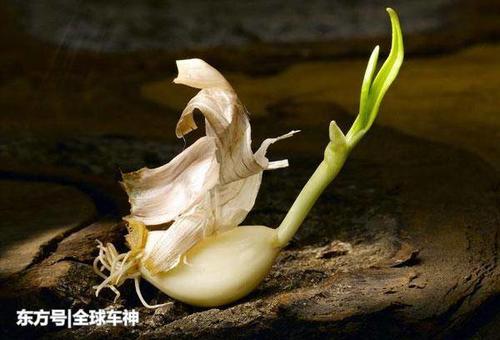 蒜头怎么发芽快 t016a4a236b3a7b627c.jpg