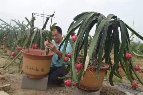 火龙果这么贵，挖一勺果肉种出无数棵，开花比昙花都美，特好吃！