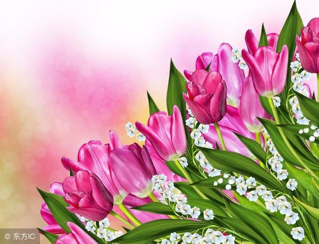 风情百合节,醉美新田园:枣庄第二届百合文化旅