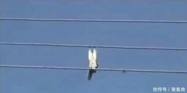 男子发现高压线上倒挂灰色不明物,拉近焦距看