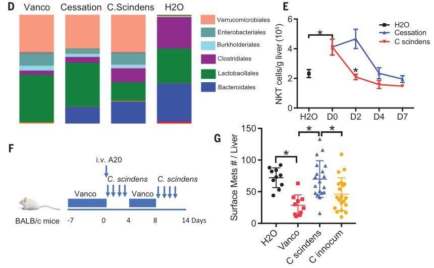 Science首次发文:特殊肠道菌影响肝脏中免疫细
