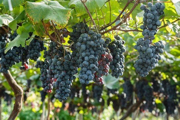 健脾养胃吃什么好?3道家常菜,饭后一种水果,平