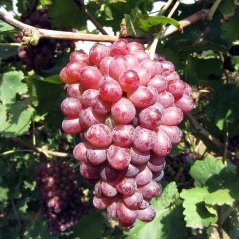 随手种一水果盆栽,好吃好看还省钱