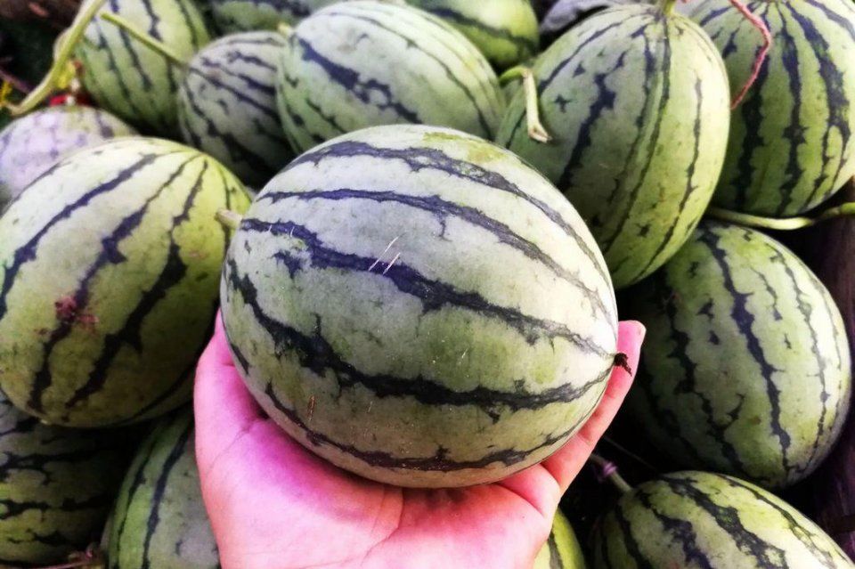 离核桃10元3斤 鲜枣一盒3斤100元 水果店水果