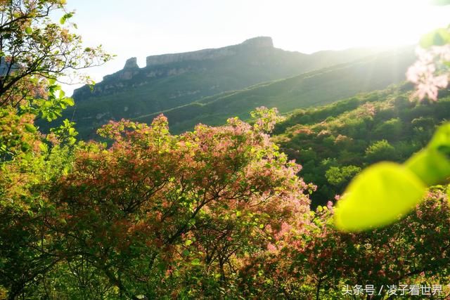 黄栌的春天比红叶更美，五月黄栌花开了，赶快来赏花吧