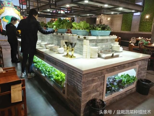 江苏这么多酒店为什么都在大厅摆放盆栽蔬菜，现吃现摘