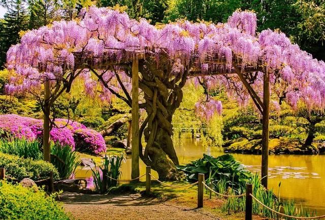 乐活旅行:错过了樱花，日本还有五处最美的紫藤花等着你!