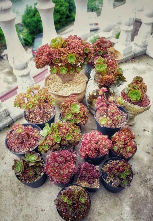 网上买多肉怎么选_【快资讯】