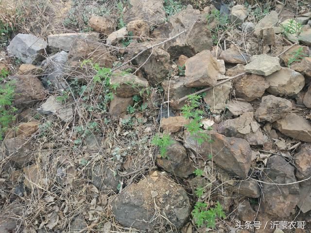 20年前这里开采过铁矿石，现在已经变成果园，结出的水果适合补铁