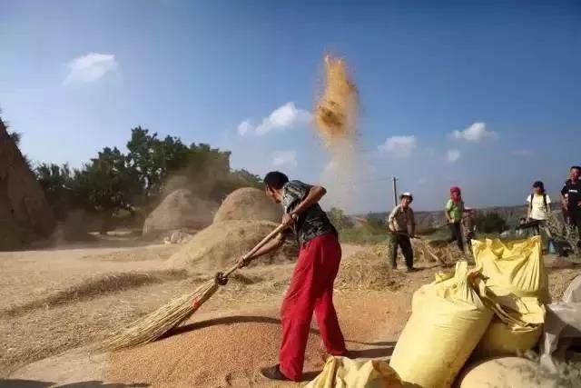 回老家收麦，我却看见了不一样的场景，这就是平静的乡村日常生活