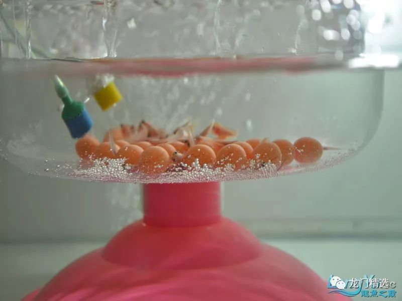 至今他们设在阿苏温泉地区的繁殖场的繁殖数目都相当可观 水族资讯 南昌水族馆第3张 至今他们设在阿苏温泉地区的繁殖场的繁殖数目都相当可观 水族资讯 南昌水族馆第3张