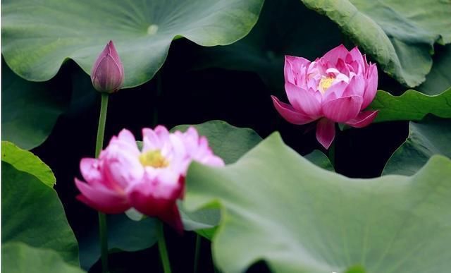 清水出芙蓉,天然去雕饰, 这是荷花的真实写照。时值夏季,济南植物园水生植物园内荷花、睡莲等水生花卉竞相绽放,进入最佳观赏季节。 荷花(学名:Nelumbo nucifera Gaertn.) 属睡莲科,是莲属多年生水生草本花卉。 形态特征:地下茎长而肥厚,有长节,叶盾圆形。花期6至9月,单生于花梗顶端,花瓣多数,嵌生在花托穴内,有红、粉红、白、紫等色,或有彩纹、镶边。坚果椭圆形,种子卵形。 生态习性:荷花喜湿怕干,喜相对稳定的静水,不爱涨落悬殊的流水。荷花喜热,栽植季节的气温至少需15以上,入秋气温