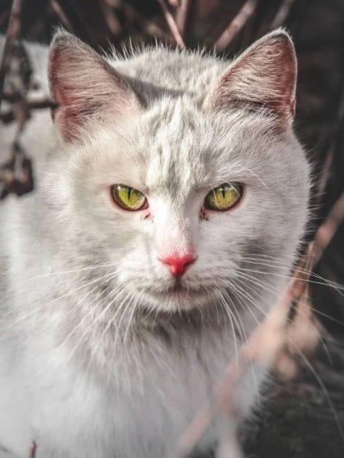 心理测试：哪只猫的眼神最犀利？测你最近怎么做才能转运！