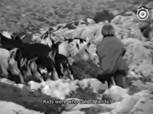 莫德里奇5岁放羊视频走红 他家竟是狼群栖息地
