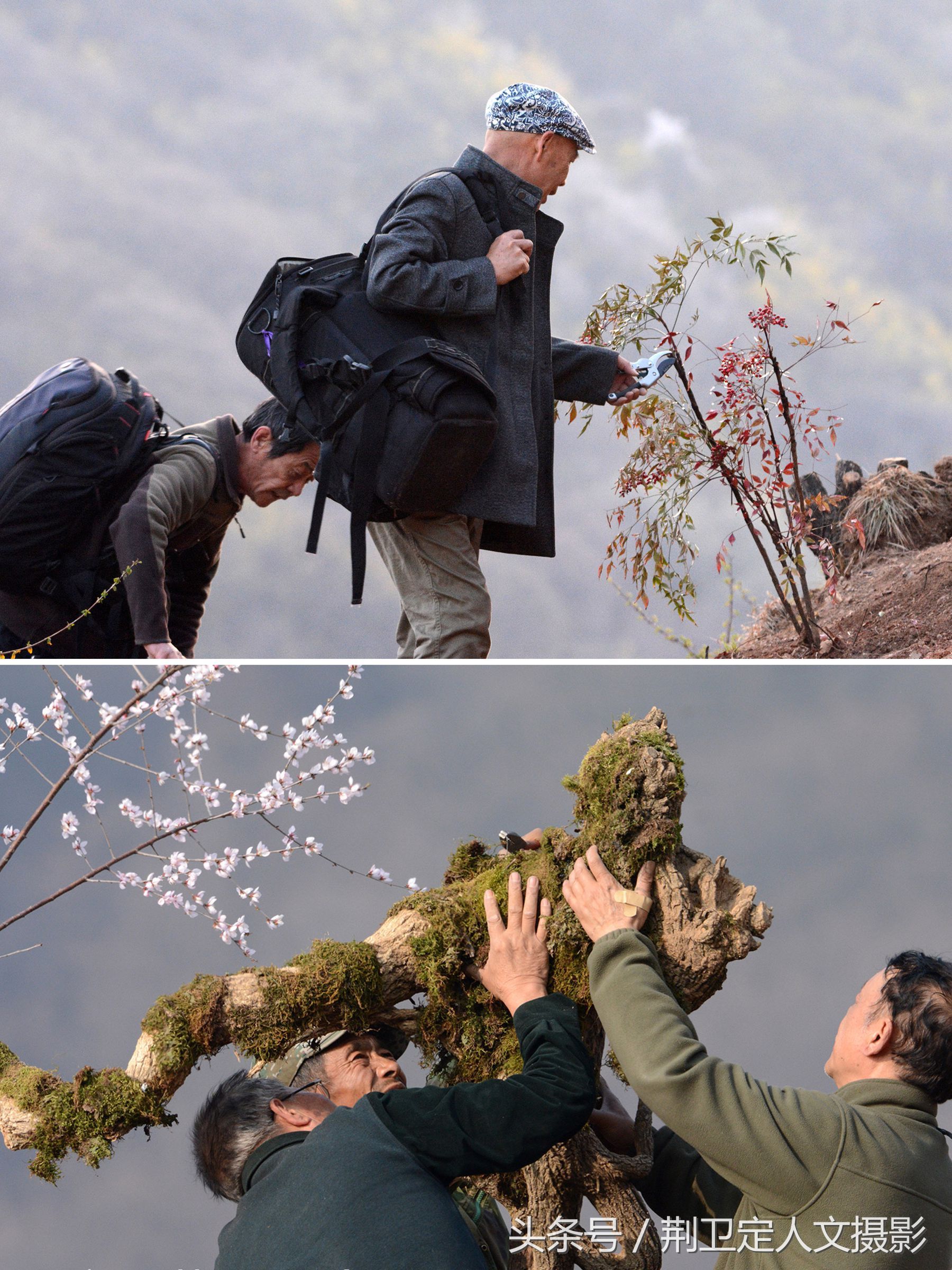 河南‘“鸟人”10年在深山保护小凤凰，看这群凤凰现在活成啥样